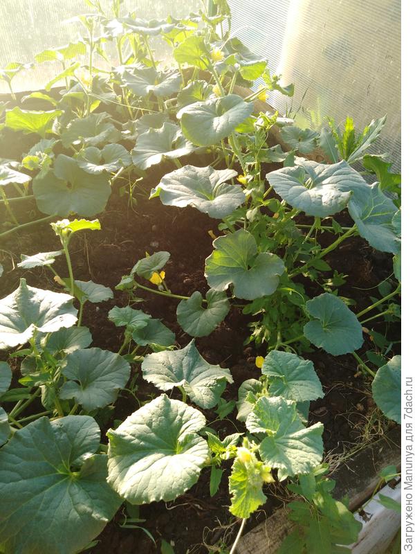 Дыньки в теплице