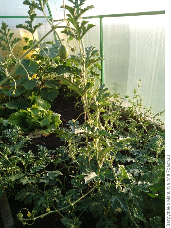 Арбузики, на заднем плане Айсберг салат и огурцы Дива