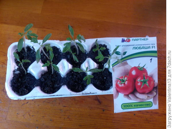 Помидоры любаша