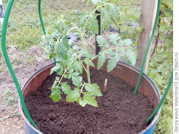 Одну помидорину посадила в бочку