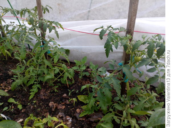 Первые завязи томатов на грядке.