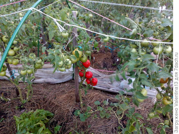 помидора N 2