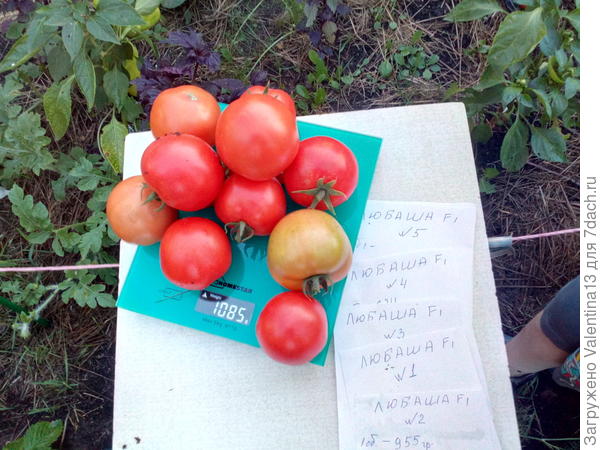 Общий вес с куста помидоры N4 первый сбор
