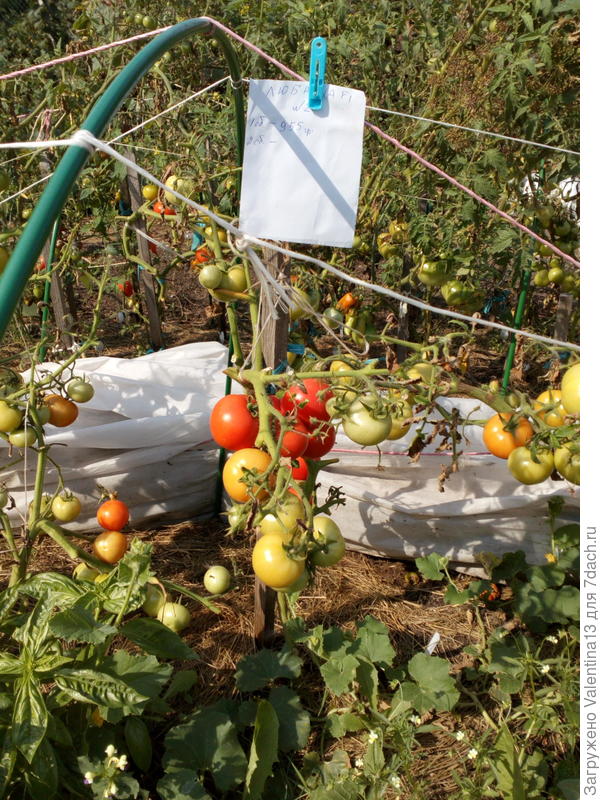 Любаша N2 второй сбор