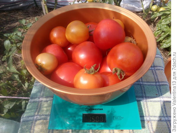 Вес помидоры N4