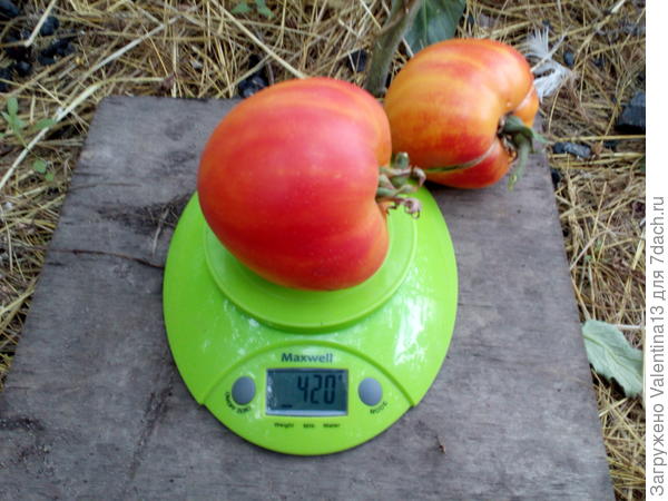 Взвешивание самого крупного томата из первой кисти"Сокровище Инков"