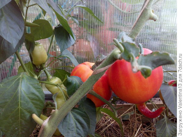 Созревшая первая кисть томата "Сокровище Инков"