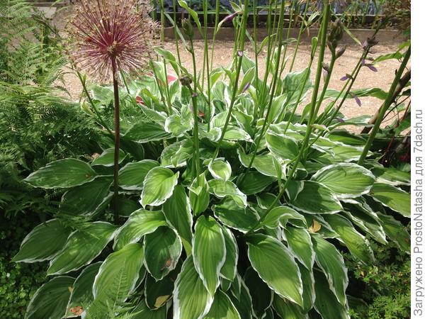 под огромными листами,муравьи живут местами)))