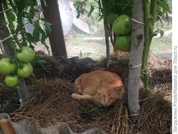 Апельсин в помидорах