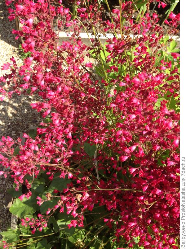 красавица гейхера