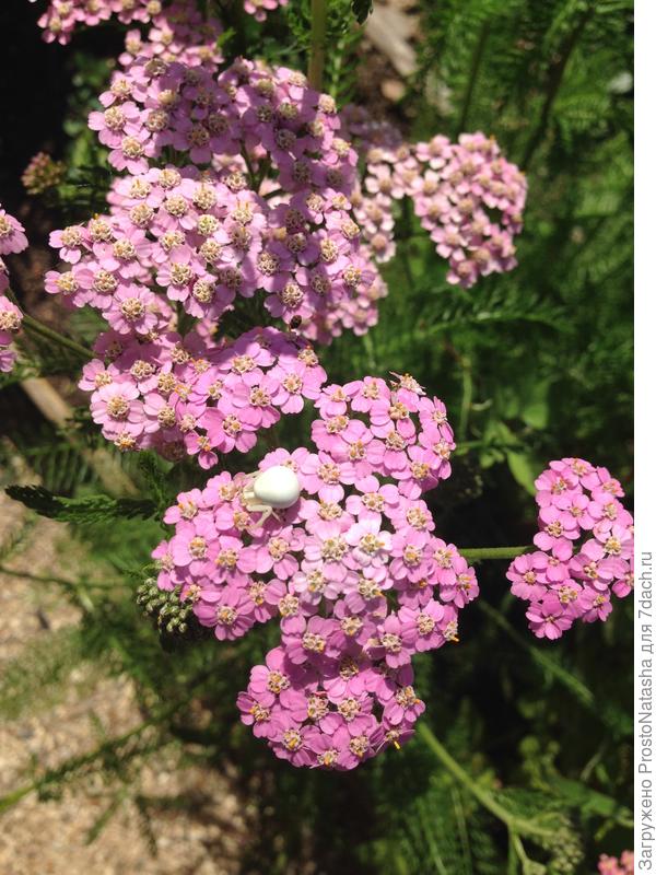 найди паучка))))