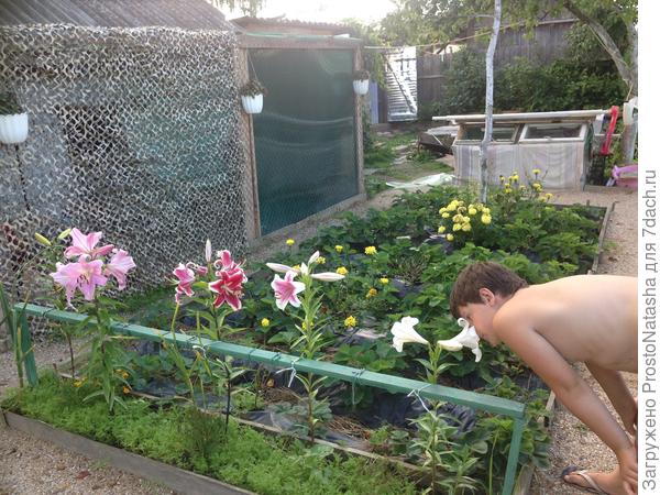 запах лилий