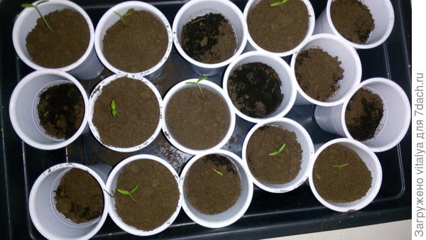 Любаша посеял 2.03.2017