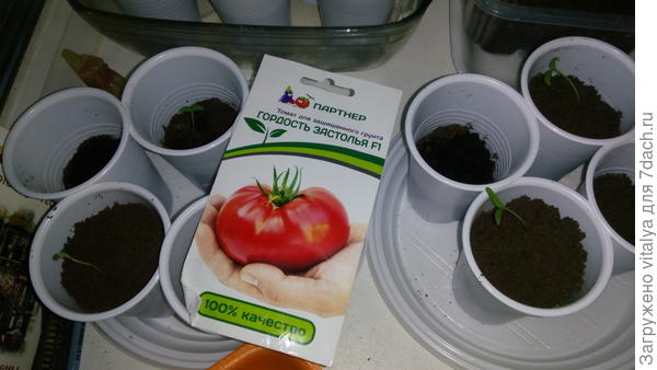 Гордость застолья