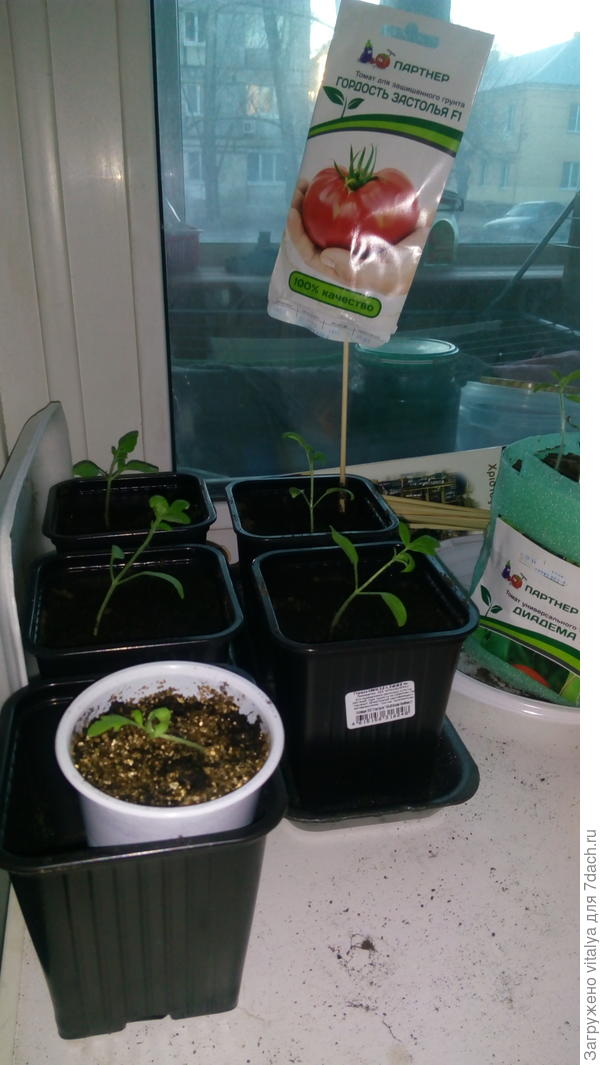 Гордость застолья не спешит расти. От 2 марта до 30 марта 2017года