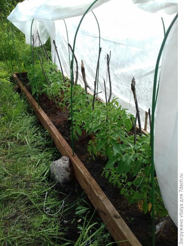 Любаша 17 июня 2017г.