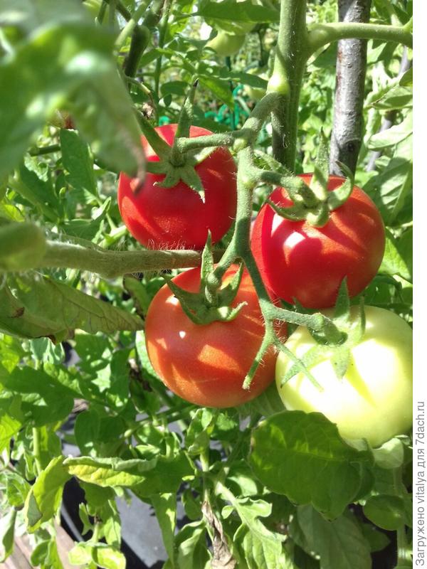 кисть Любаши