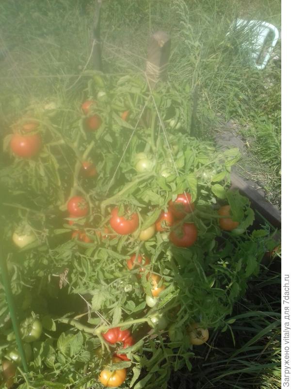 кустик Любаша