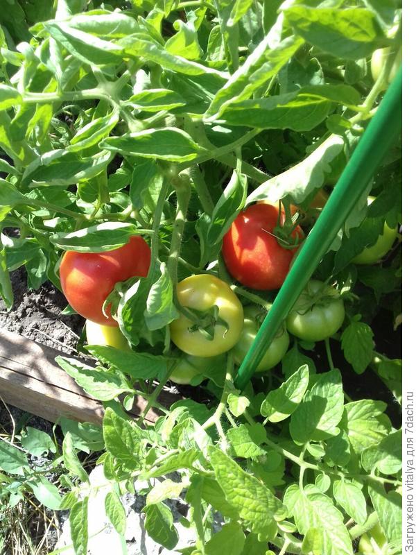 Любаша зреет