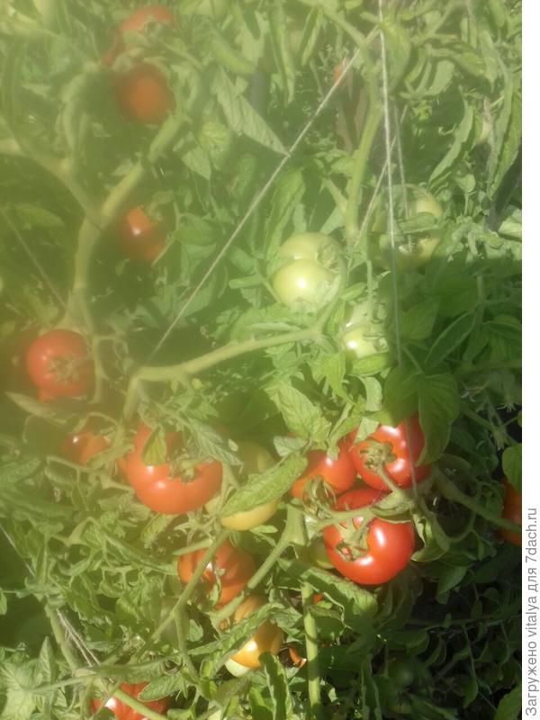 томат Любаша на грядке