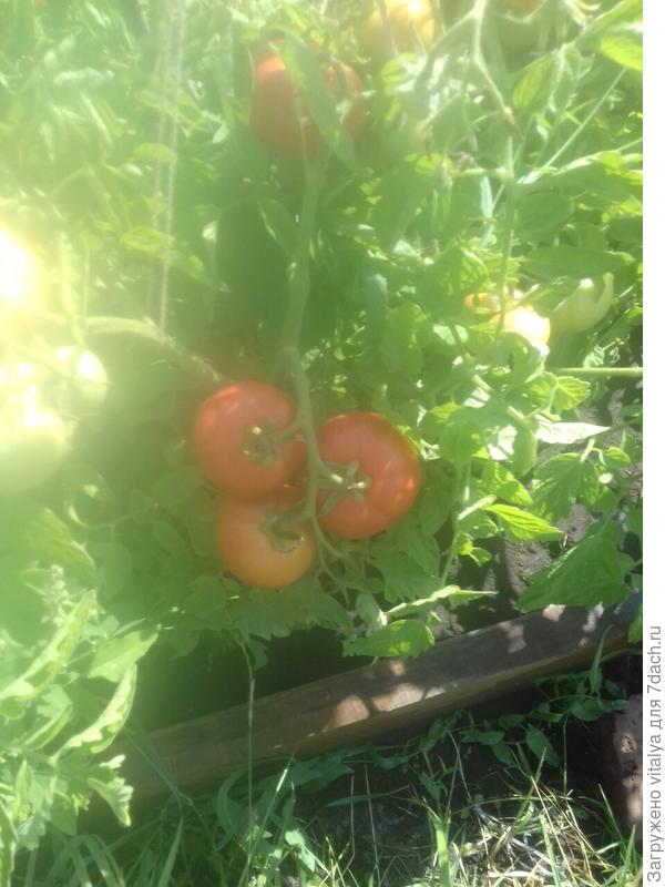 кисточка Любаши