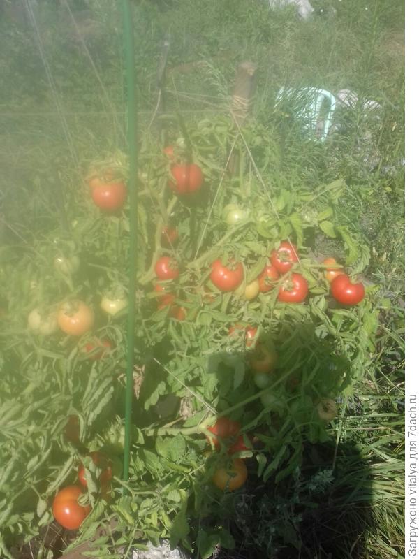 томат Любаши на солнце