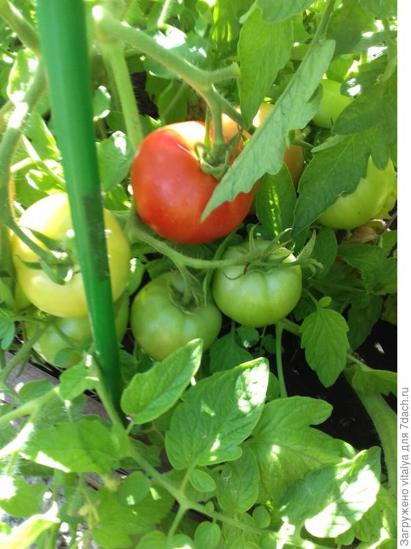 Любаша с подружками