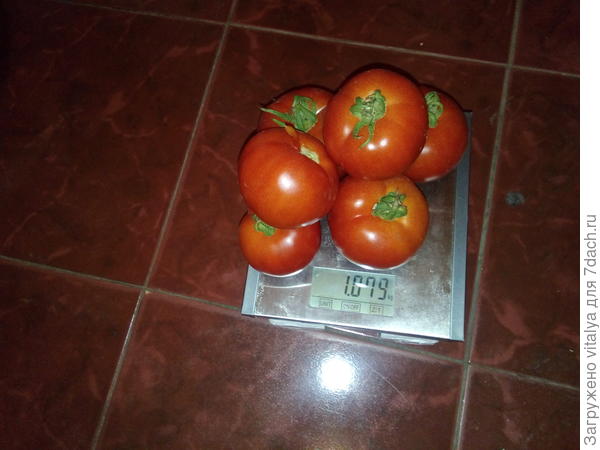 6 томатов "Любаша"