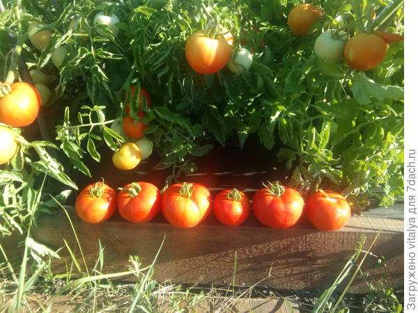 флажковый томат впереди