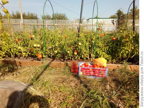 Урожай с грядки №1 томат "Любаша"