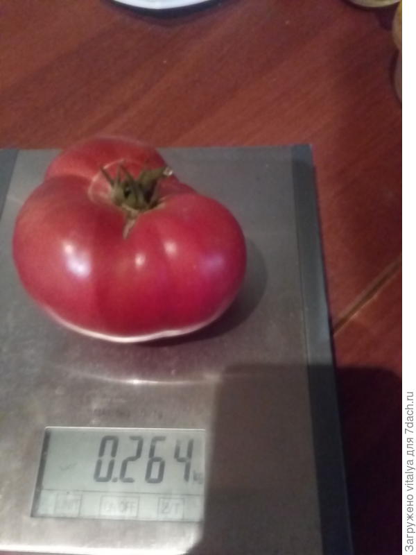 томат "Гордость застолья" от 19.09.2017 264 гр.