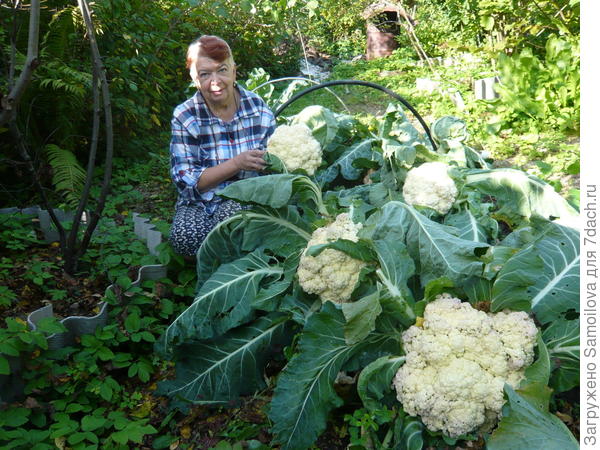 Цветная капуста
