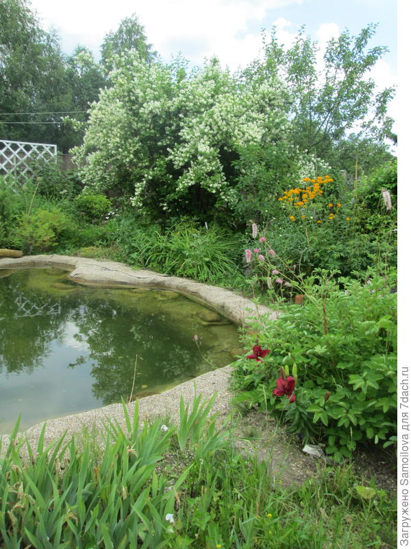 Раскидистый жасмин на заднем плане водоема