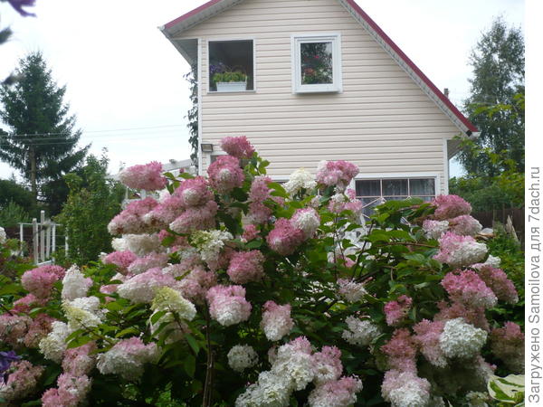 Метельчатая гортензия, что разрастается не слабее жасмина)
