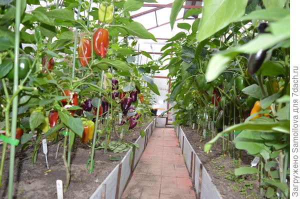 Грядки в теплице