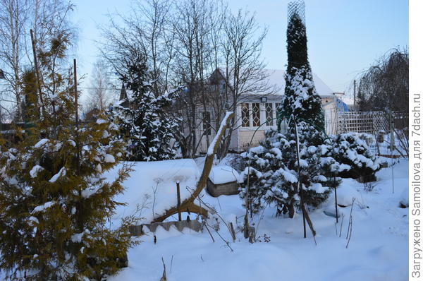 Сад в январе 2018