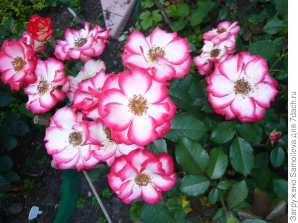 Мои поздравления!