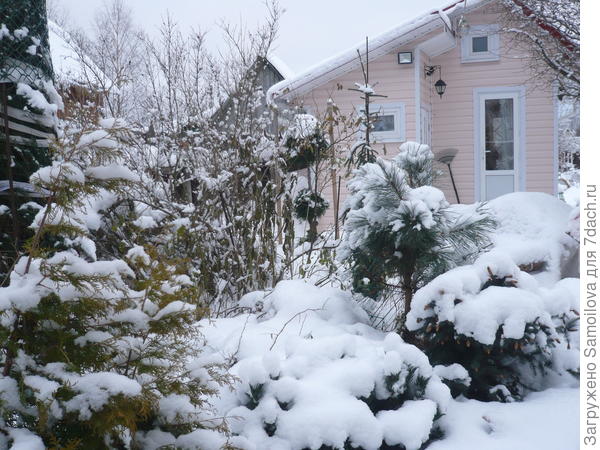 Спилберг зимой (в центре, слева от двери). Видно, что низ у него голый, это ветки обломились от тяжести снега.