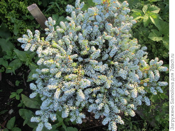 Пихта &amp;quot;Айсбрекер&amp;quot; на низком штамбе, но ящиком я ее только от солнца накрываю, она горит.