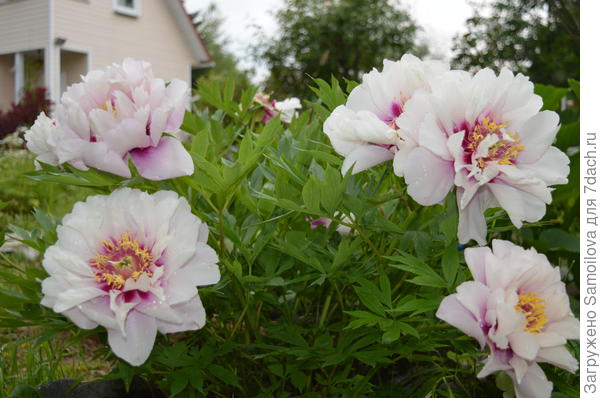 С пятилетием сайта!