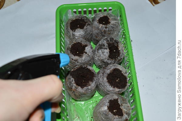 Разрушаем оболочку гранулированных семян петунии