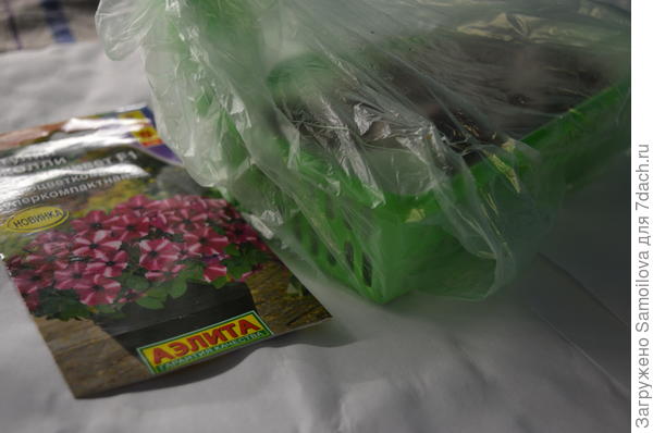 Посев петунии