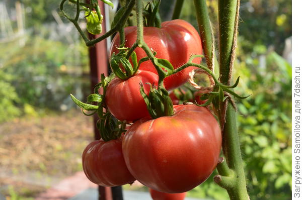 Томат Дикая Роза