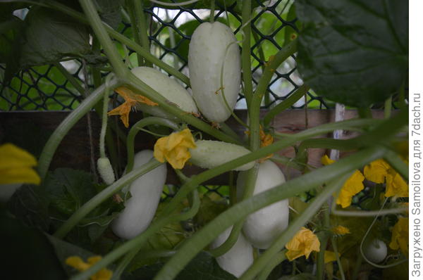 Огурец Белый ангел.