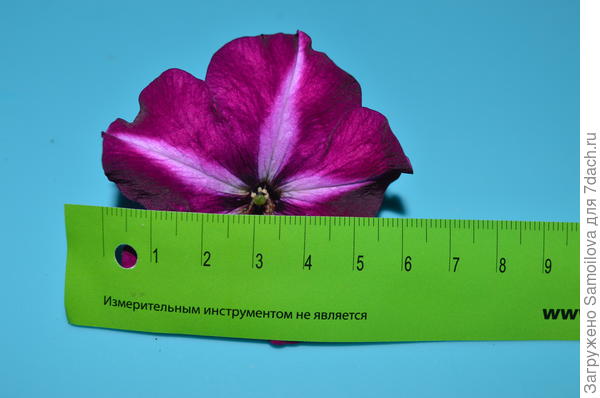 парсми