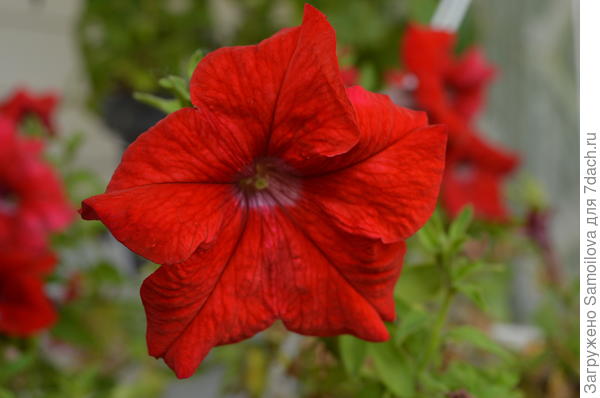 Марко Поло красная цветение