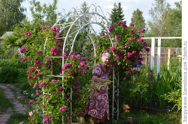 Перениал Блю