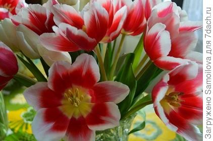 Днюха на 7 дач