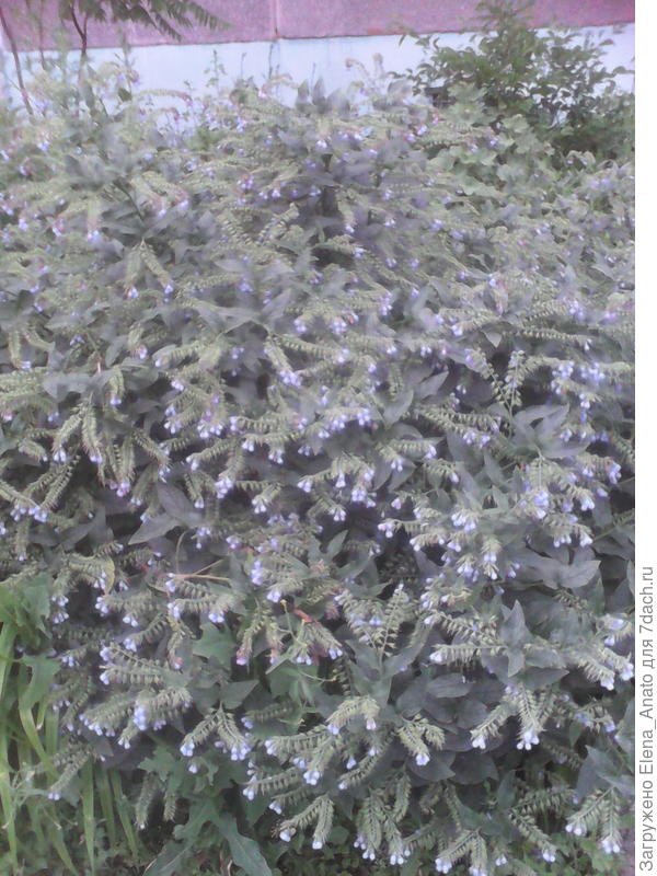 большое выросло-высота примерно 150-160 см!