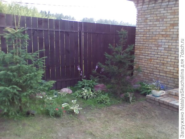 возле баньки посадила елочки и между ними несколько кустиков хост, примул, ландыши.